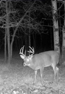 417 Acres of Whitetail Hunting Land for Sale in Kittson CO, MN - image 11