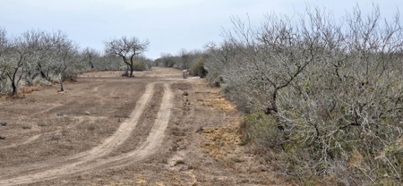 50 acers of South Texas Brush Electricity Water Well - image 6