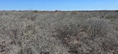 50 acers of South Texas Brush Electricity Water Well - image 5