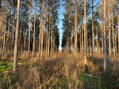 Autauga County | 106 Acre Tract - image 5
