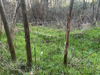 Autauga County | 106 Acre Tract - image 14