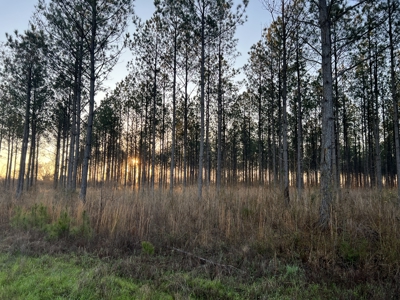 Autauga County | 106 Acre Tract - image 7