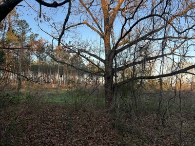 Autauga County | 106 Acre Tract - image 15