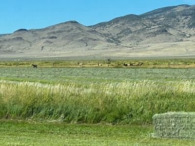520± Acre San Luis Valley Colorado Ranch for Sale with Home - image 29