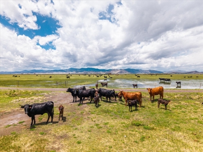 520± Acre San Luis Valley Colorado Ranch for Sale with Home - image 5