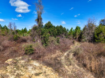 Almost 17 Acres Of Planted Pines In Gilchrist County Florida - image 13
