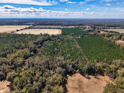 Almost 17 Acres Of Planted Pines In Gilchrist County Florida - image 8