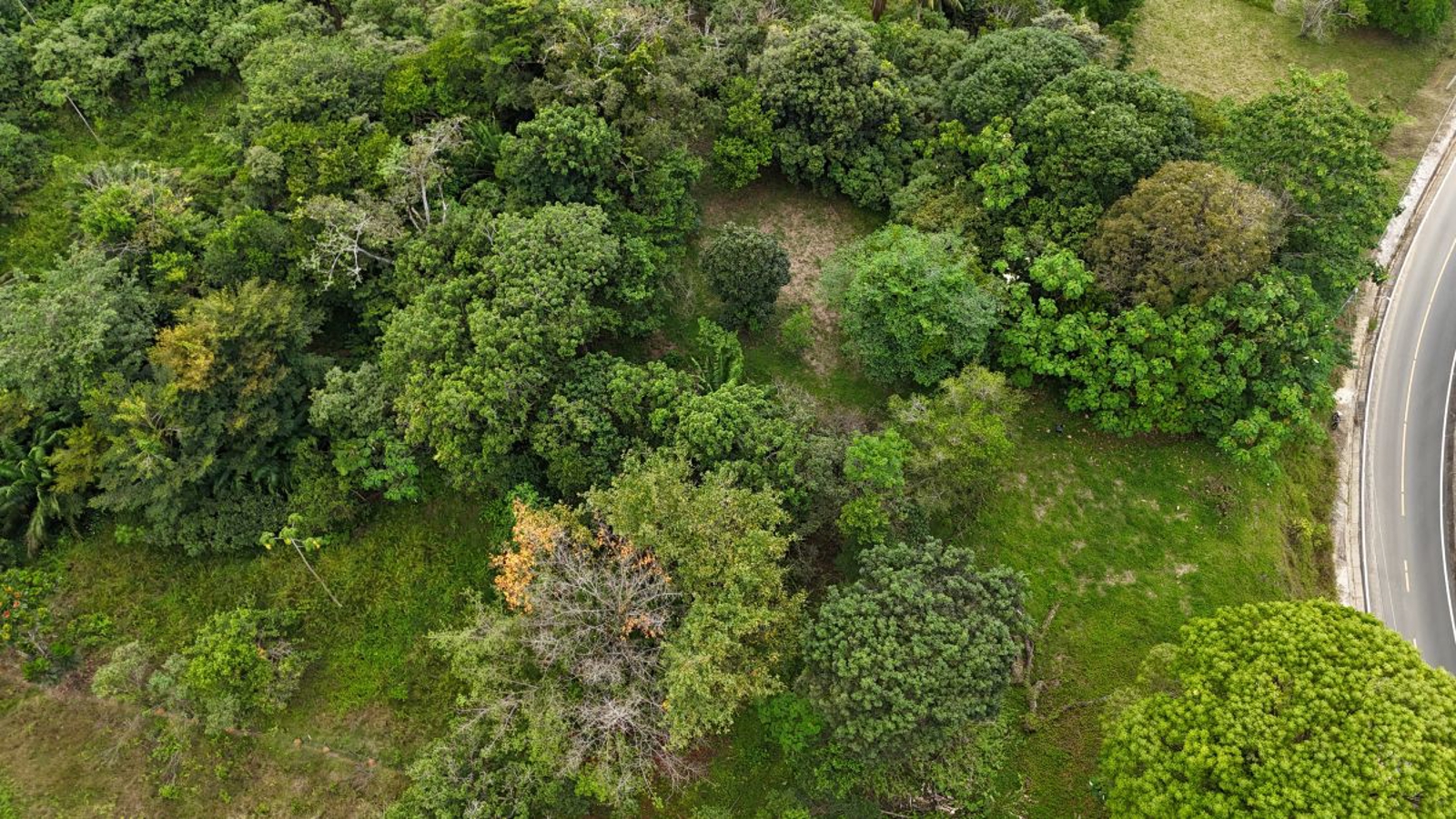 Sea-View ROP Lot, 200 m from Beach — Drago Road, Isla Colón - 7
