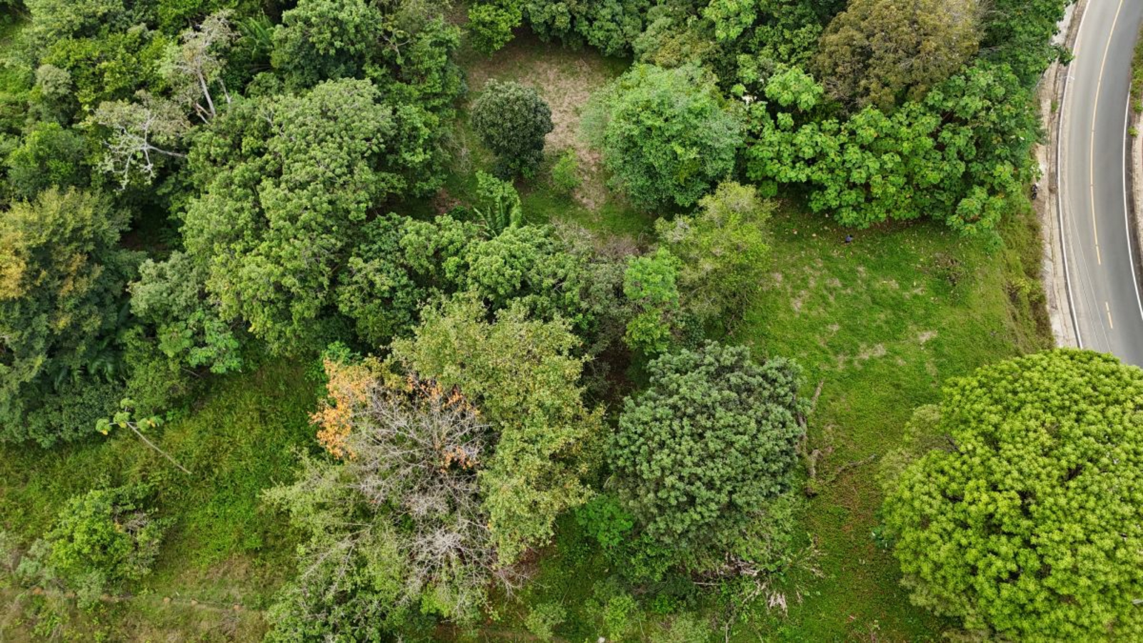 Sea-View ROP Lot, 200 m from Beach — Drago Road, Isla Colón - 10