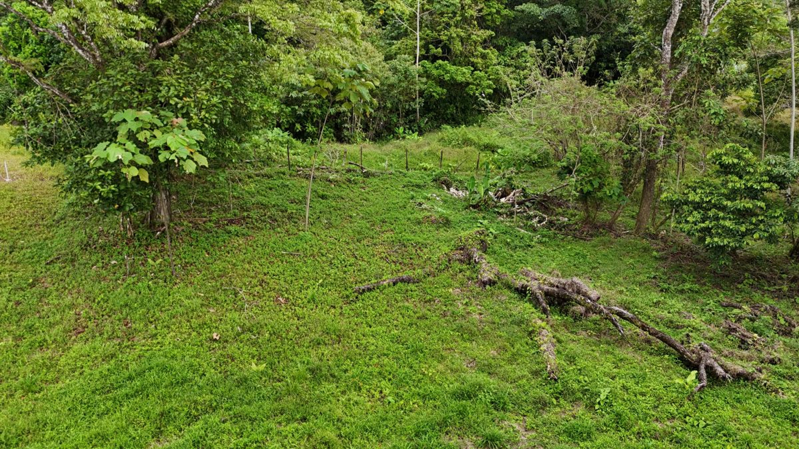 Sea-View ROP Lot, 200 m from Beach — Drago Road, Isla Colón - 11