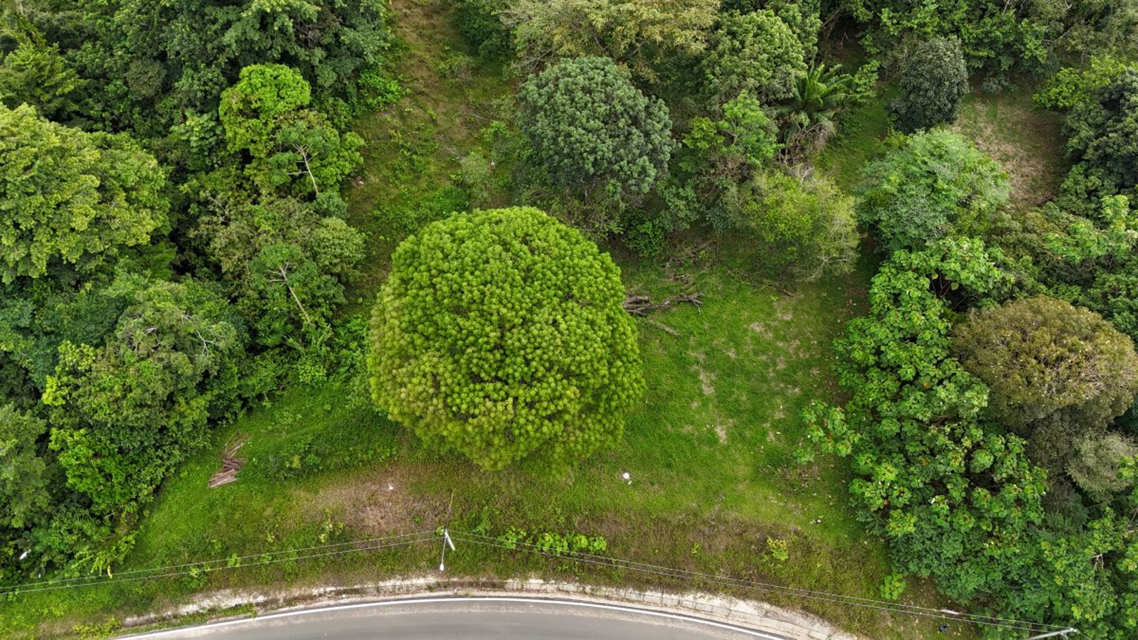Sea-View ROP Lot, 200 m from Beach — Drago Road, Isla Colón - 5