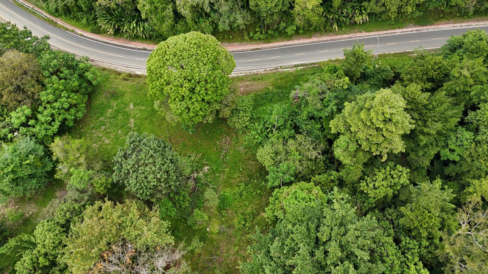 Sea-View ROP Lot, 200 m from Beach — Drago Road, Isla Colón - 8