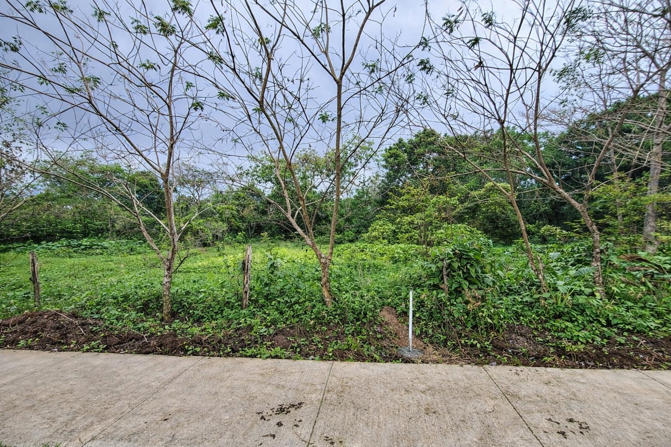 Prime Sunset Sea-View Beachfront Lots — Drago, Isla Colón - 8