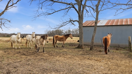 Beautiful Secluded South Central Missouri Ozarks Ranch - image 38