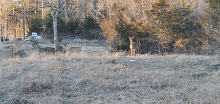 Beautiful View!!!  Bull Shoals Lake - image 15