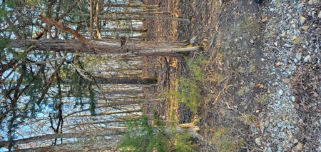 Beautiful View!!!  Bull Shoals Lake - image 6