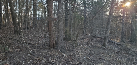 Beautiful View!!!  Bull Shoals Lake - image 7