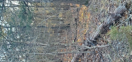 Beautiful View!!!  Bull Shoals Lake - image 10