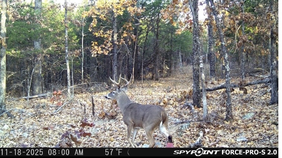 Trail Camera Showing Strong Deer Population