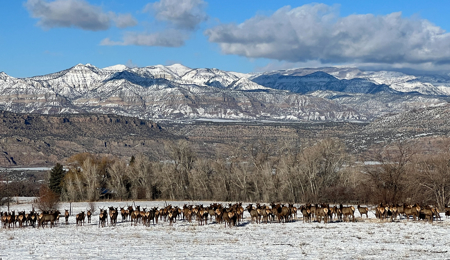 Colorado Country Home with Irrigated Acreage - image 39