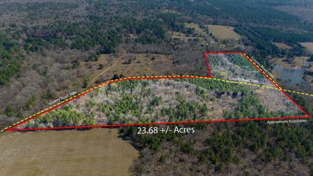 Winnsboro, TX -  Wood County - East Texas Wooded Land for Sale - image 6