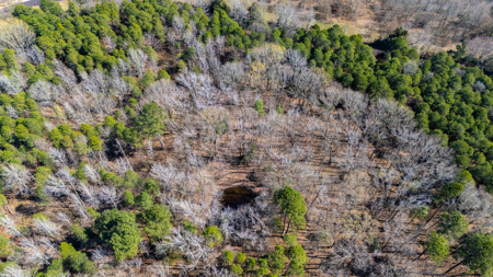 Winnsboro, TX -  Wood County - East Texas Wooded Land for Sale - image 3