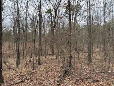 Winnsboro, TX -  Wood County - East Texas Wooded Land for Sale - image 13