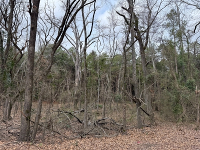 Winnsboro, TX -  Wood County - East Texas Wooded Land for Sale - image 19