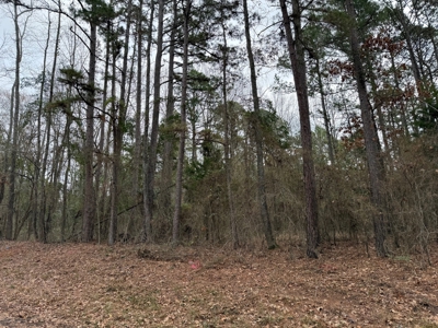 Winnsboro, TX -  Wood County - East Texas Wooded Land for Sale - image 15