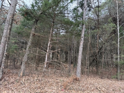 Winnsboro, TX -  Wood County - East Texas Wooded Land for Sale - image 20