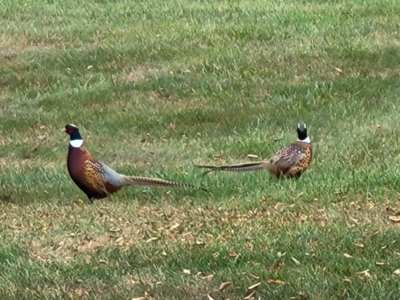 36.8± Acre Executive Estate in the Rolling Countryside of Jackson - image 31