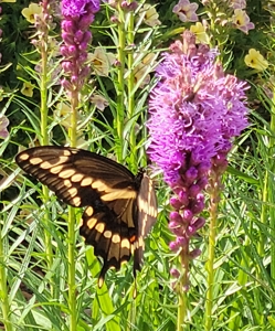 36.8± Acre Executive Estate in the Rolling Countryside of Jackson - image 30