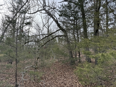 Unrestricted Land in Searcy County Arkansas with Highway Frontage - image 10