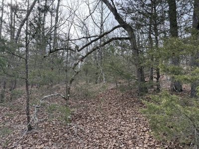 Unrestricted Land in Searcy County Arkansas with Highway Frontage - image 12