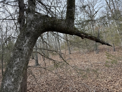 Unrestricted Land in Searcy County Arkansas with Highway Frontage - image 13