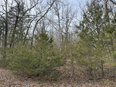 Unrestricted Land in Searcy County Arkansas with Highway Frontage - image 9