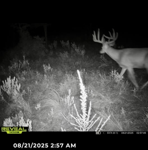 Catcher Ranch: 785 ± Acre Conservation Ranch & Trophy Whitetails - image 26