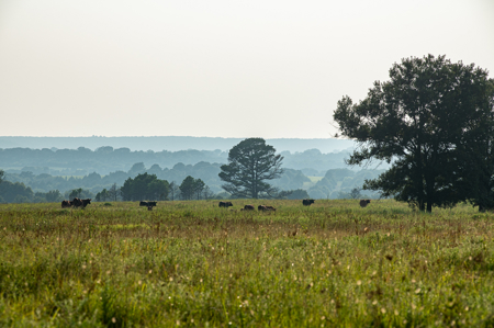 Catcher Ranch: 785 ± Acre Conservation Ranch & Trophy Whitetails - image 17