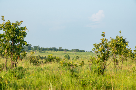 Catcher Ranch: 785 ± Acre Conservation Ranch & Trophy Whitetails - image 18