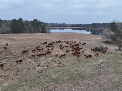 TexAz Ranch: 814-Acre Regenerative Legacy & Multi-Home Compound - image 32