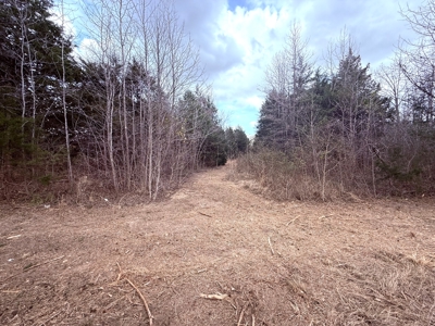 65 East Texas Wooded Acres - Winnsboro Hopkins County - Pond - image 4