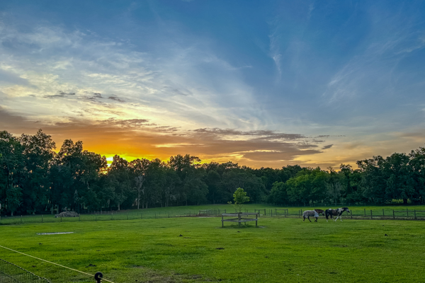 Peaceful 18-Acre Equestrian Estate in Williston, Florida for Sale