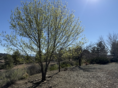 Mayer AZ Home for sale with land, views and No HOA - image 26