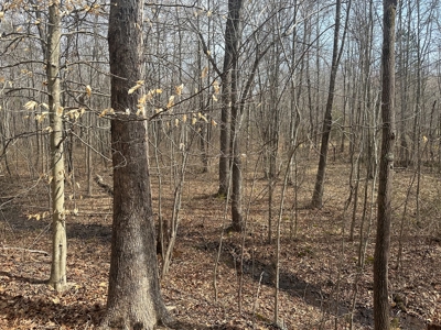 White Oak Mountain Oasis: 35 Acres of Boundless Privacy - image 18
