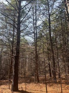 White Oak Mountain Oasis: 35 Acres of Boundless Privacy - image 32