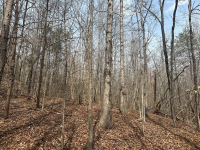 White Oak Mountain Oasis: 35 Acres of Boundless Privacy - image 19