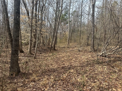 White Oak Mountain Oasis: 35 Acres of Boundless Privacy - image 9