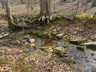White Oak Mountain Oasis: 35 Acres of Boundless Privacy - image 10