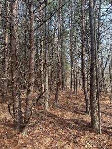White Oak Mountain Oasis: 35 Acres of Boundless Privacy - image 26