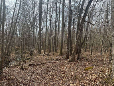 White Oak Mountain Oasis: 35 Acres of Boundless Privacy - image 8